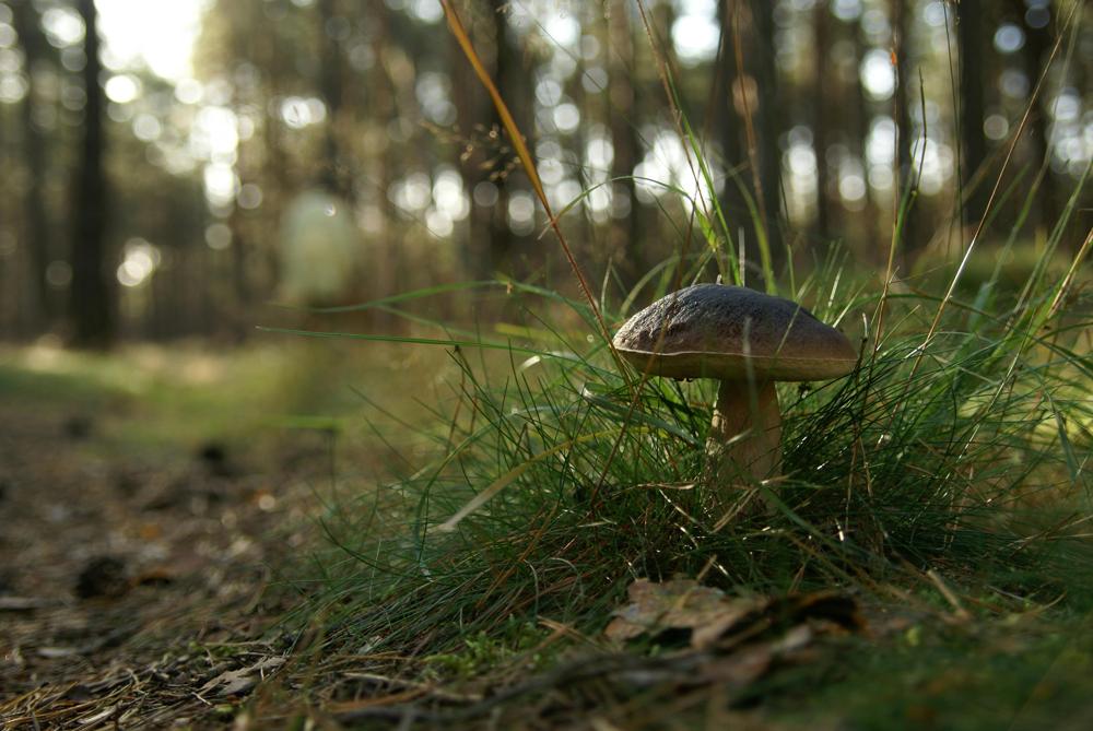 Mushroom Foraging