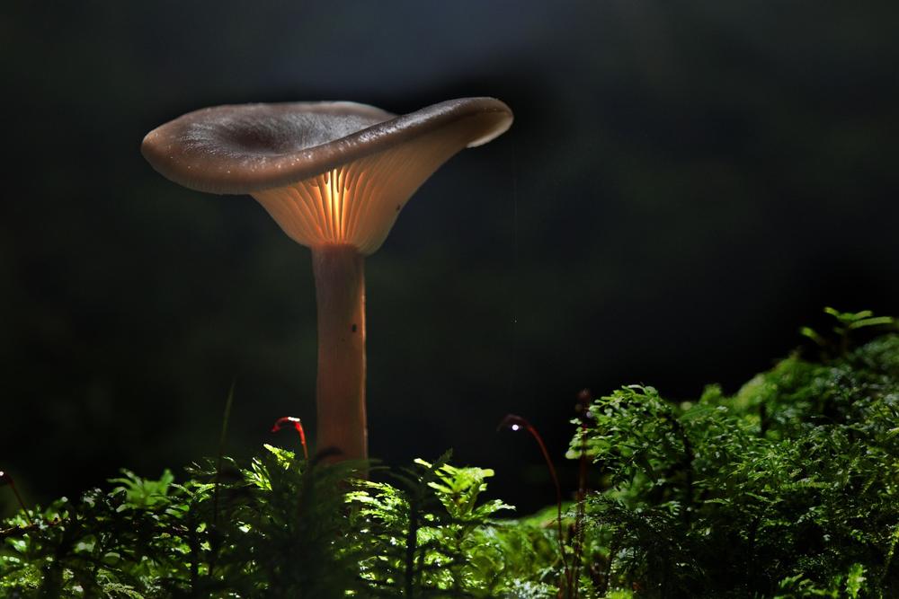 Mushroom Foraging
