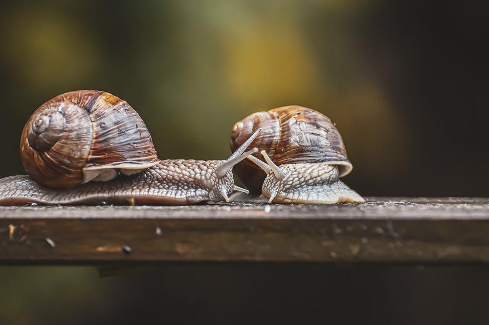 Snail eating