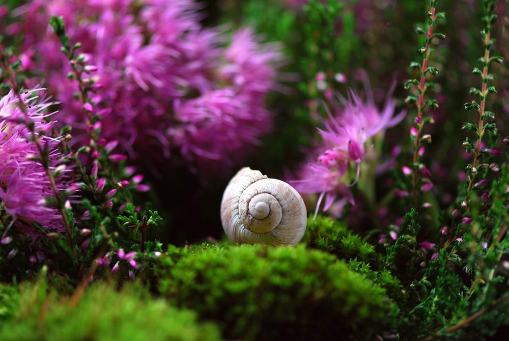Snail eating