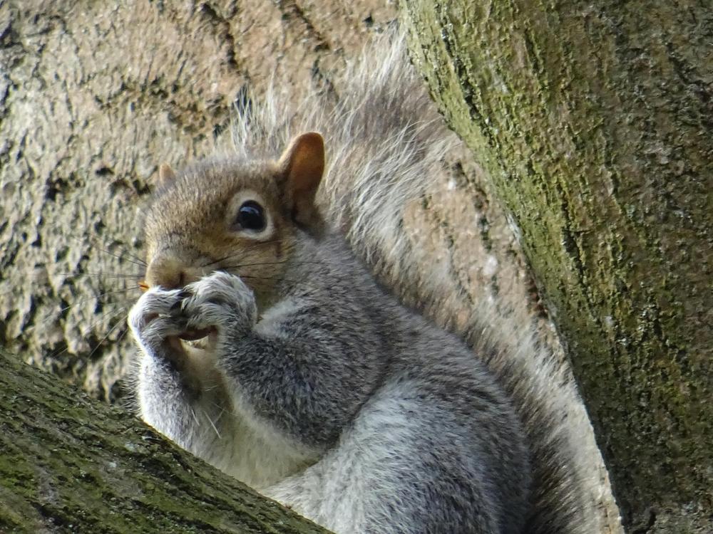 Squirrel nut
