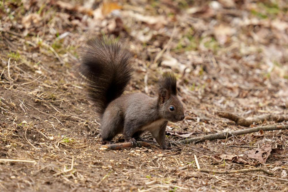 Squirrel nut