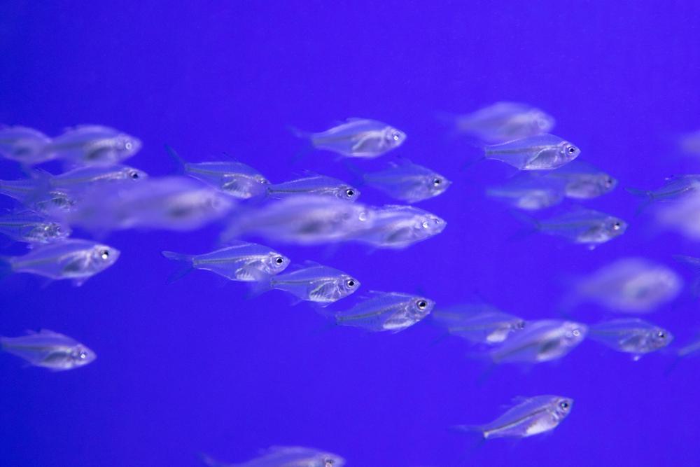underwater scene-6c309109811d42bbbd90accdcf9391f4.jpg underwater scene